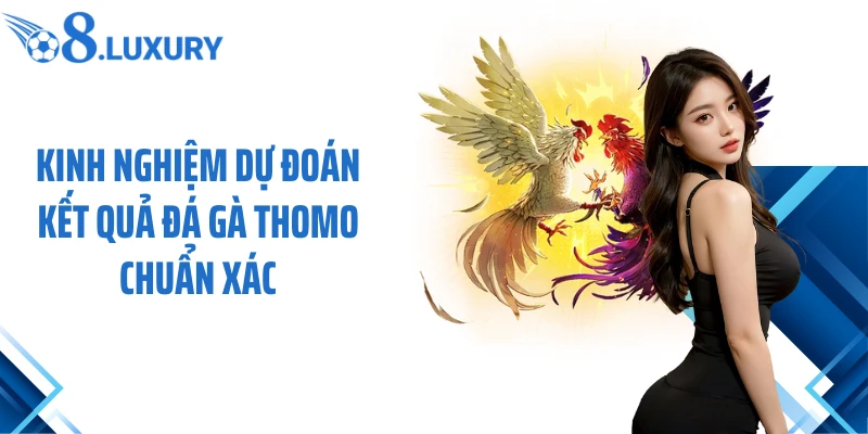 Kinh nghiệm dự đoán kết quả đá gà Thomo chuẩn xác