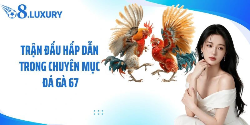 Đá Gà 67 Tại O8 - Trải Nghiệm Cá Cược Đấu Kê Trực Tuyến Hấp Dẫn 2 Trận đấu hấp dẫn trong chuyên mục đá gà 67